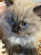 Koteczka Ragdoll Cherubim seal mink - odbiór 15 maja