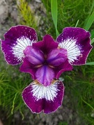 Irys syberyjski 'Currier' Iris sibirica