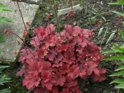 Żurawka ogrodowa żurawka heuchera 300 nasion