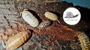 Armadillidium vulgare mix color isopody prosionki
