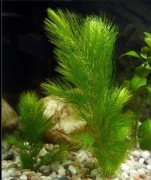 Rogatek pochłaniacz azotynów i antyglon, ładny carstyphyllum obowiązkowa!