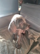 Wyżły Weimarskie krótkowłose.