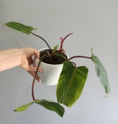 Philodendron painted lady