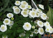 Złocień maruna Tanacetum parthenium wrotycz 200 n