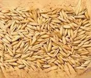 Owies zboże Promocja dla koni królików świnek morskich Pasza 25kg