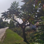 Drzewo ozdobne, sadzonka, sumak chiński.