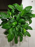 Duży skrzydłokwiat 