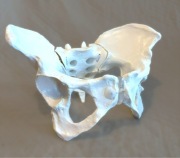 Model anatomiczny miednica elastyczna żeńska