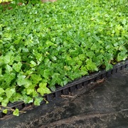 BLUSZCZ HEDERA HELIX ZIMOZIELONE  3,30 zł /szt