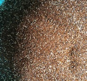 Nasiona babki lancetowatej 1kg 1000g Zioła dla królików i gryzoni 