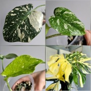 Monstera Thai Mutation piękne wybarwienie w hydroponice nr3