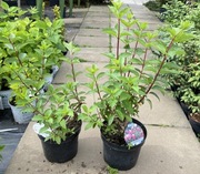 Hortensja Fraise Melba