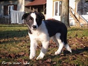 Piesek Border Collie ZKwP FCI