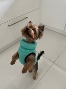 Kurtka dla pieska Puppia rozmiar S kolor miętowy