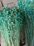 len miętowy turkus zboże suszone naturalny w wiązkach 