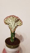 Kolekcjonerski Kaktus Grzebieniasty Euphorbia lactea (1)