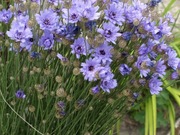 Kupidynek niebieski / Catananche 30 nasion