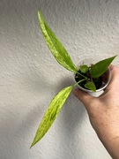 Anthurium Wittarifolium Variegata