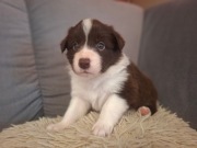 Border Collie szczeniaki 
