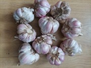 Czosnek 1kg Polski promocja!!!