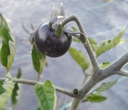 Nasiona pomidorów. Pomidor, nasiona.