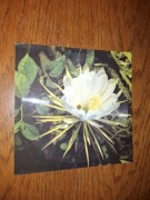 Pocztówka dźwiękowa Grupa Ptaki Kocoń 1977 Winyl