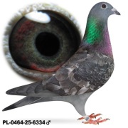 Samiec Arden po Oryg. Machiel Buijk Unikat oko Daleki dystans 