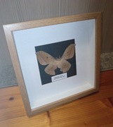 Motyl w ramce z stopką 