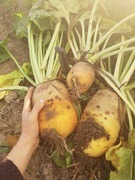 Burak pastewny królik kury konie pasza 1kg