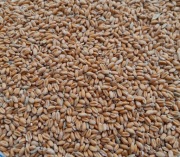 Pszenica karma dla kur gołębi gryzoni ryb zanęta 