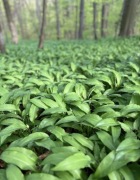 Świeży młody czosnek niedźwiedzi 5 kg