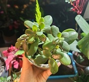 Grubosz - drzewko szczęścia (Crassula ovata) 