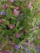 Miodunka ćma ziele suszone z Bieszczad  25g