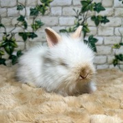 Piękne króliczki Karzełki Teddy 