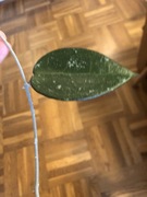 Hoya Black Margin hoja