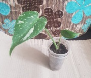 Monstera deliciosa Thai constellation constelation
