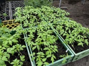 Sprzedam rozsady warzyw do przydomowych tuneli 