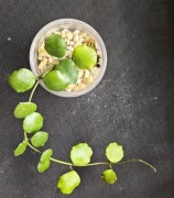 Hoya enduaensis -  sadzonka ukorzeniona