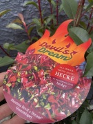 Głogownik Devil’s Dream 80 cm krwistoczerwone przyrosty