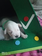 Sznaucerek piesek wielkiego serca 