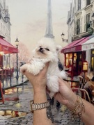 Szpic miniaturowy Ophelia