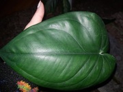 Syngonium zroślicha Chiapense Dark Night cięta 