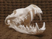 Naturalna czaszka lisa rudego 