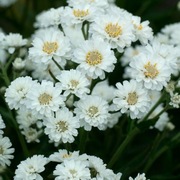 Krwawnik kichawiec bylina wieloletnia sadzonka 