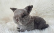 Mini lop - króliczki z zarejestrowanej hodowli