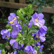 Wielosił błękitny (Polemonium caeruleum)   30n   