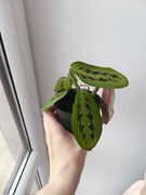 Maranta. Sadzonki 10 cm