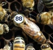 Matki Pszczele BUCKFAST jednodniowe wysyłka  11-14 Maja