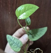 Epipremium cebu blue 