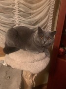 Kot kocurek brytyjski z rodowodem reproduktor